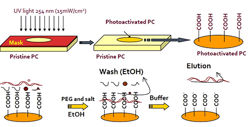 Diagram of UV photolithography on Pristine PC. UV light exposes COOH groups on the PC. After washing with EtOH and buffer application, the COOH groups are revealed again.