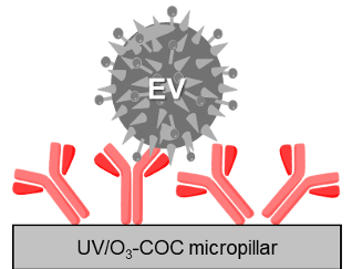 Illustration depicts an "EV" entity surrounded by spikes, located atop a structure labeled "UV/O₃-COC micropillar". Red branches extend from the base.